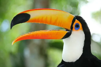 Toy