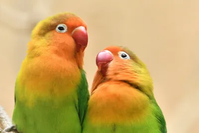 Toy