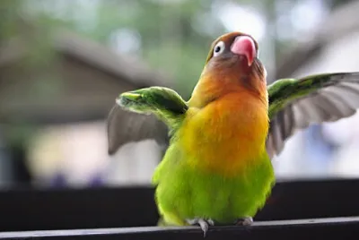 Toy