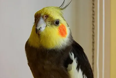 Toy