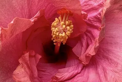 Flor