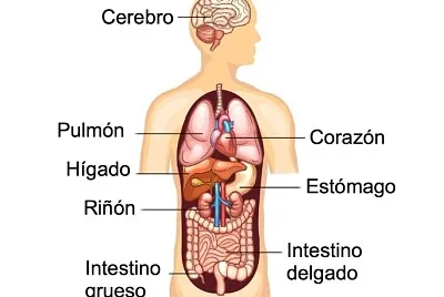 juega con los órganos del cuerpo humano