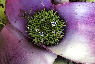 Bromeliad, purple 1