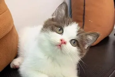 Gato