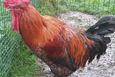 Le coq Picki