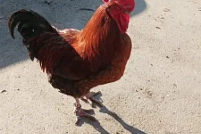 Le coq Avril