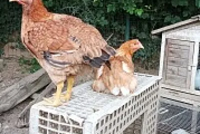 Les poules Negget et Cuicui