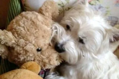 perro jigsaw puzzle
