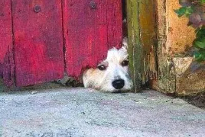 perro jigsaw puzzle