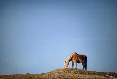 Toy