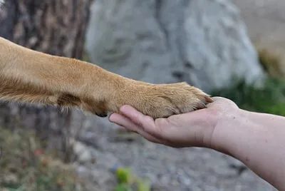 Toy