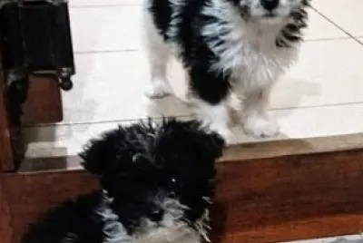 Perritos pequeños jigsaw puzzle