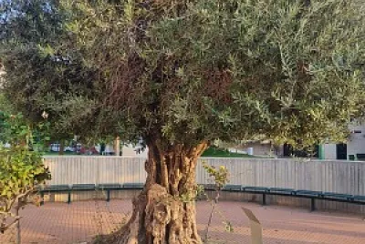 זית jigsaw puzzle
