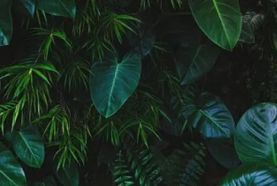 Plantas