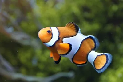 Toy