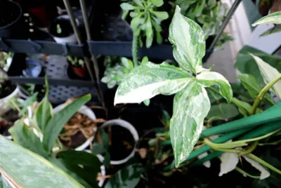 Toy