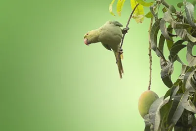 Toy