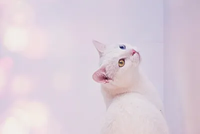 Toy