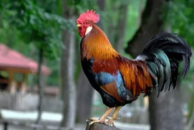 imita pasarea ilustrata