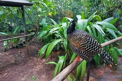 פאזל של Ave exótica no poleiro