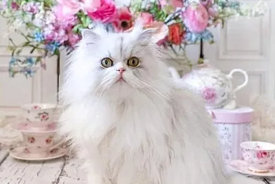 gato