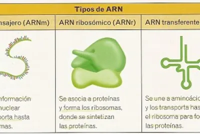 ARN CLASES