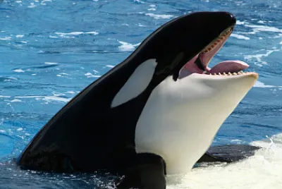 BALLENA ORCA