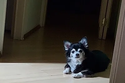 פאזל של Nick na sala