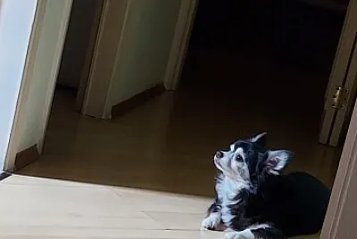 פאזל של Nick observando