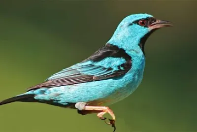 פאזל של Saí azul