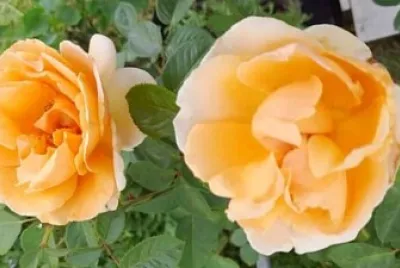 Rosas amarillas