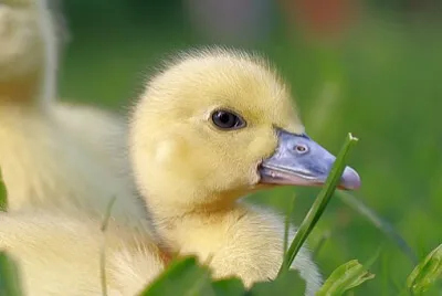 Toy