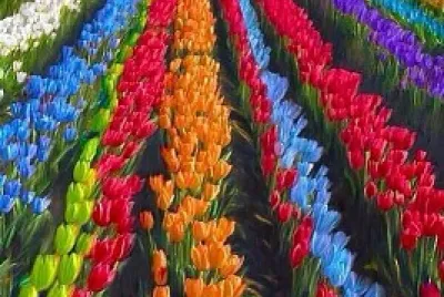 tulipanes