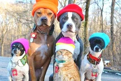animales