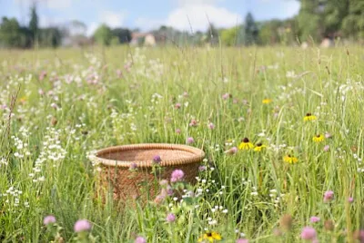 Toy