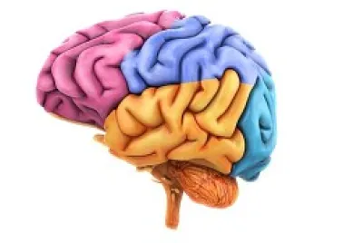 lobulos del cerebro