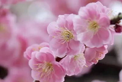 花 jigsaw puzzle