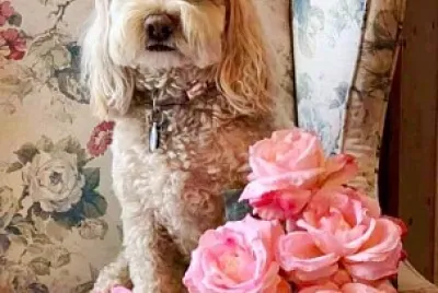 perro