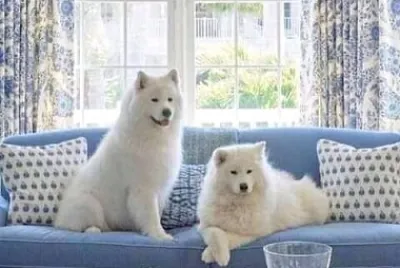 פאזל של perro
