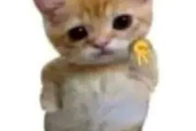 gatito