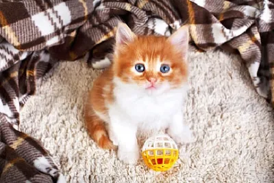 Toy