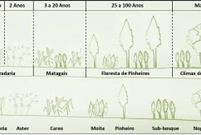 Sucessão Ecológica