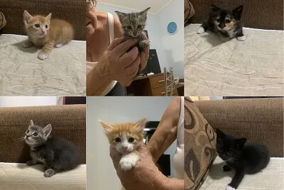 gatos