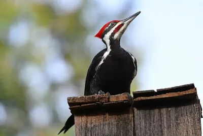 Toy jigsaw puzzle