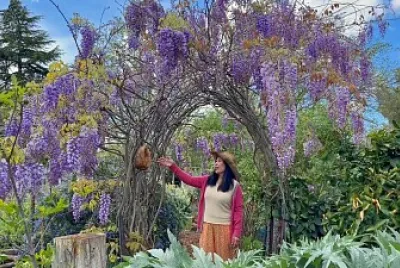 Wisteria arch