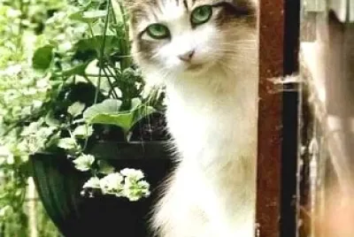 gato