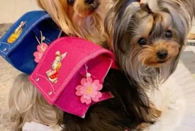 פאזל של perro