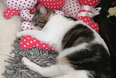 queenelda