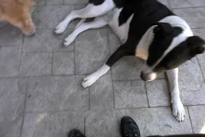 Perra