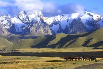 Kirghystan horses
